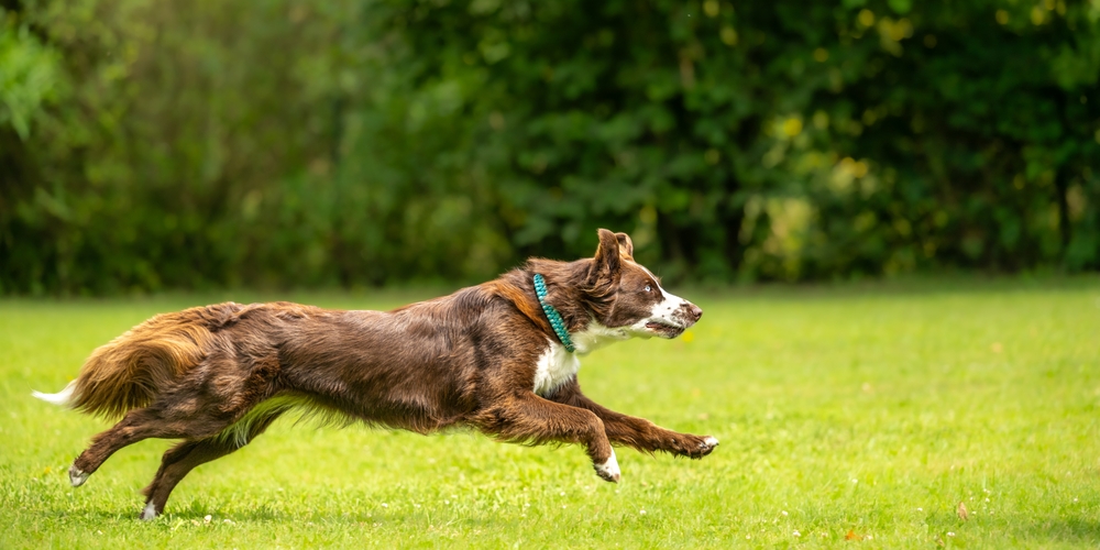 dog running fast cannot out run the dog boundary fence