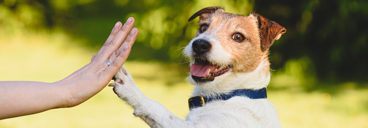 Dog giving a high five