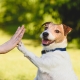Dog giving a high five