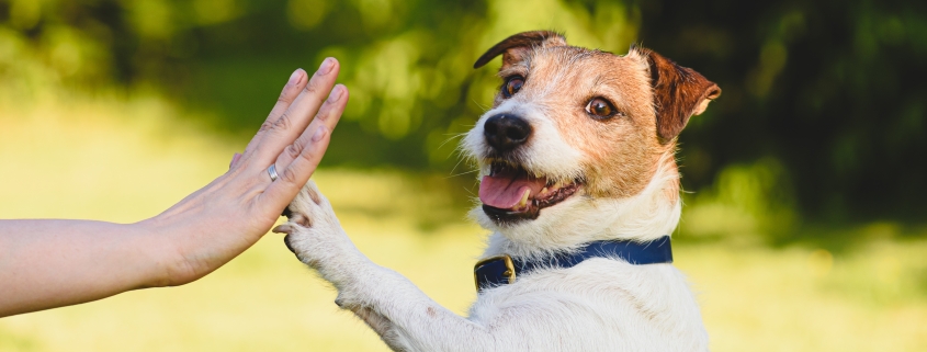 Dog giving a high five