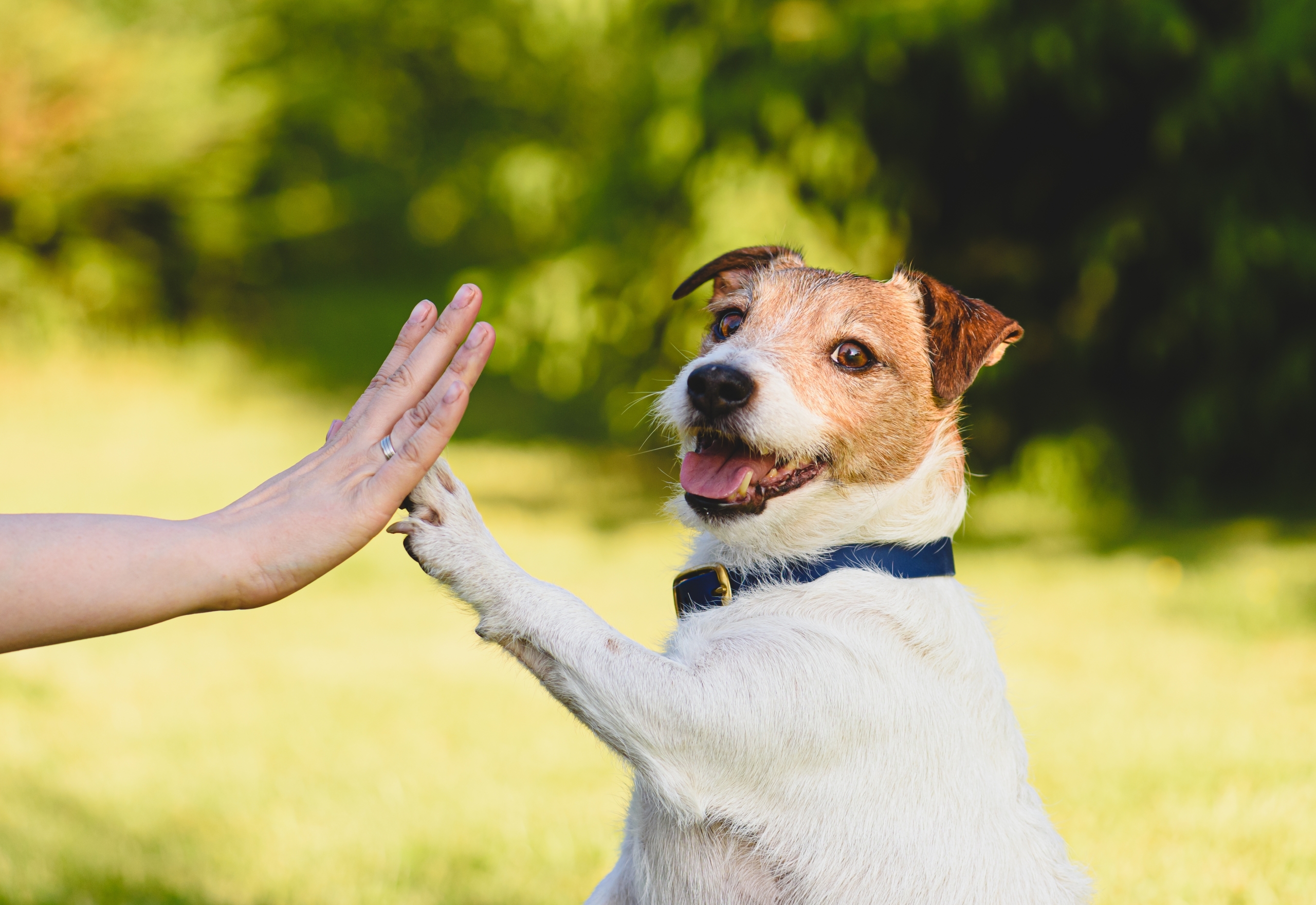 Dog giving a high five
