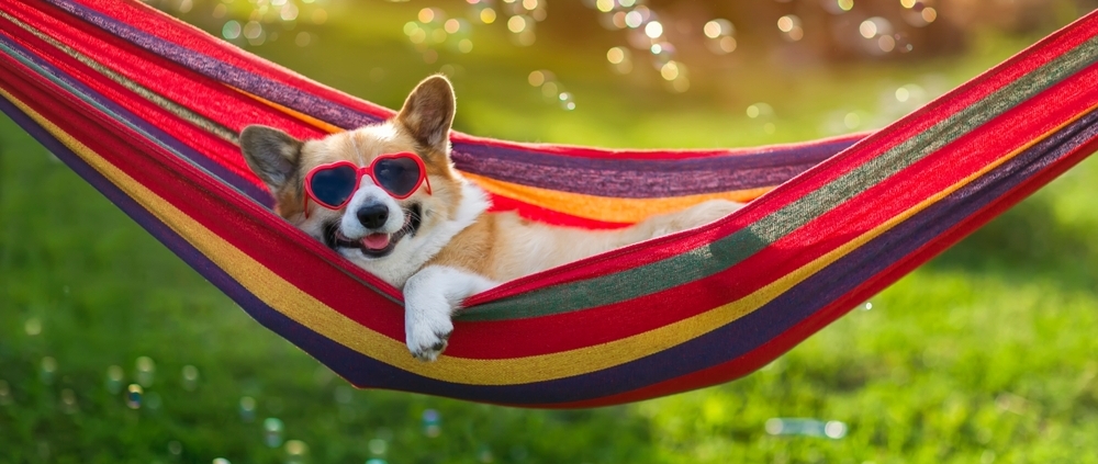 Dog safety in garden summer, dog in hammock enjoying the sun
