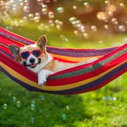 Dog safety in garden summer, dog in hammock enjoying the sun
