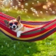 Dog safety in garden summer, dog in hammock enjoying the sun