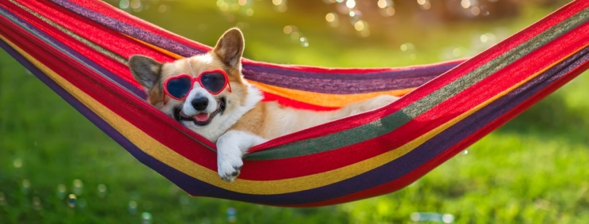 Dog safety in garden summer, dog in hammock enjoying the sun