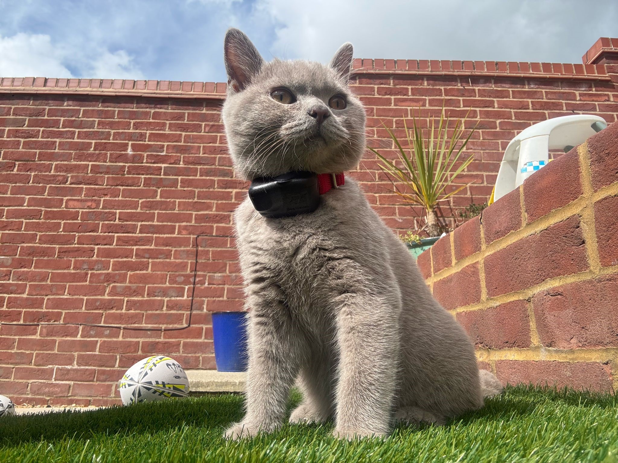 Kitten - 17 weeks wearing cat fence collar