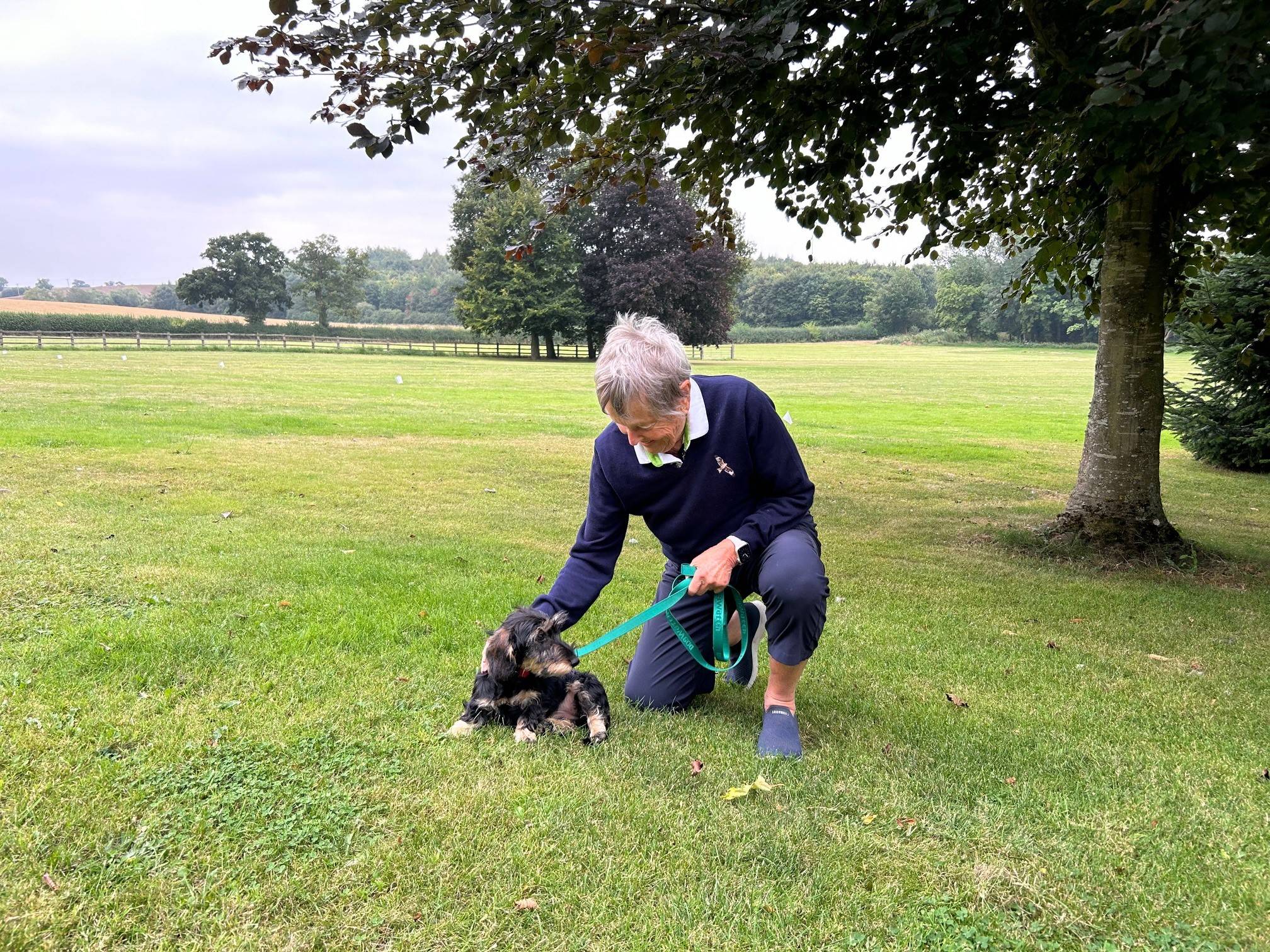 Dachshund learning boundary training with DogFence system in a large open field