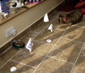 Cat undergoing indoor training with boundary flags for invisible fence system