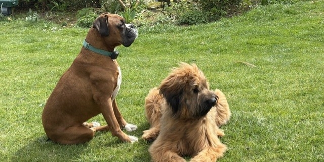 "Two dogs safely enjoying the garden thanks to invisible fencing