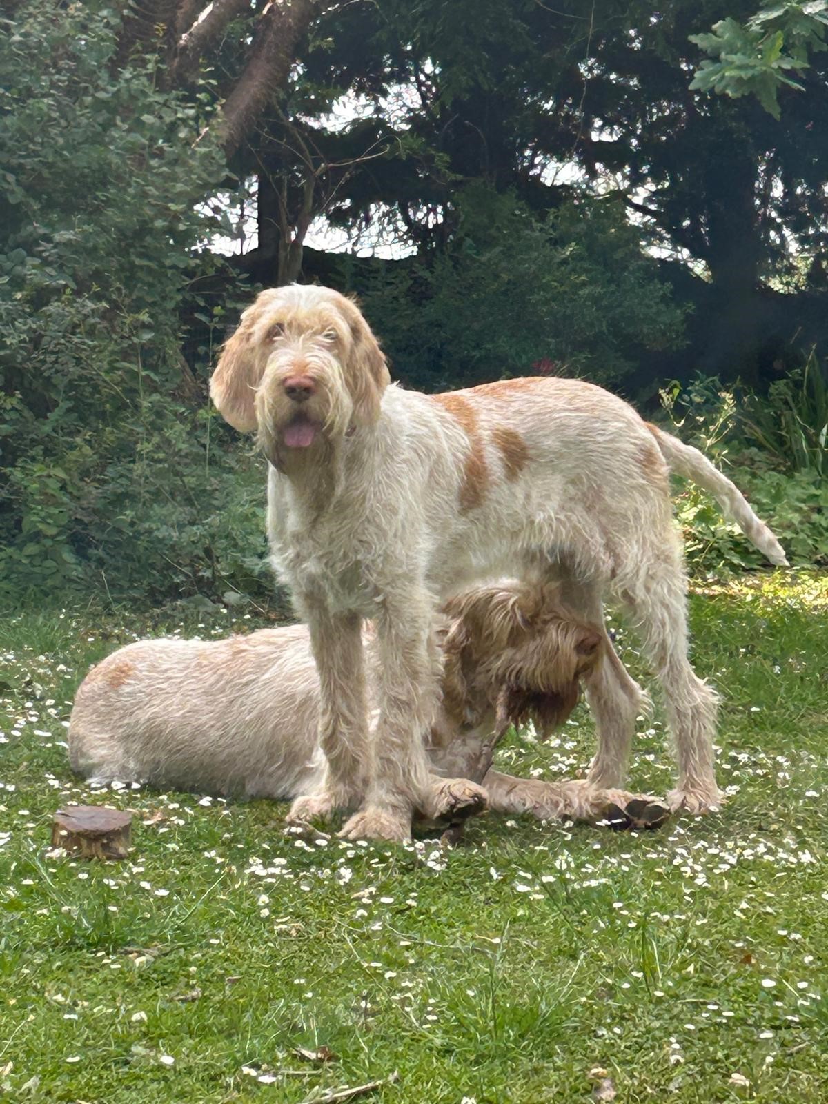 Happy dogs relaxing safely in the garden thanks to DogFence system — featured in dog fence reviews