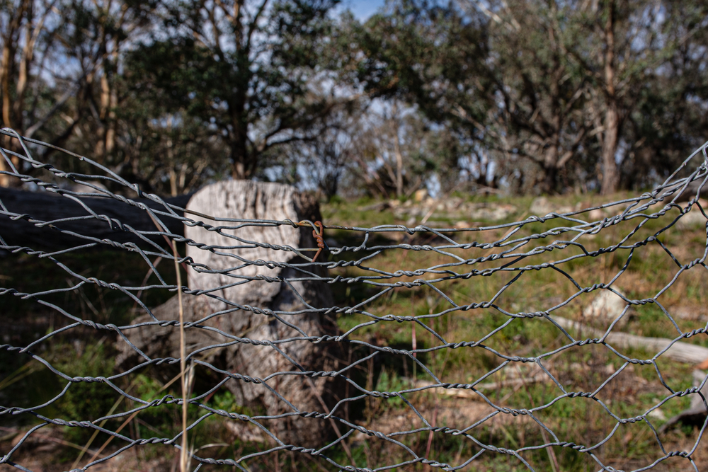 Sagging chicken wire dog fence — example of a cheap garden fencing option that fails over time