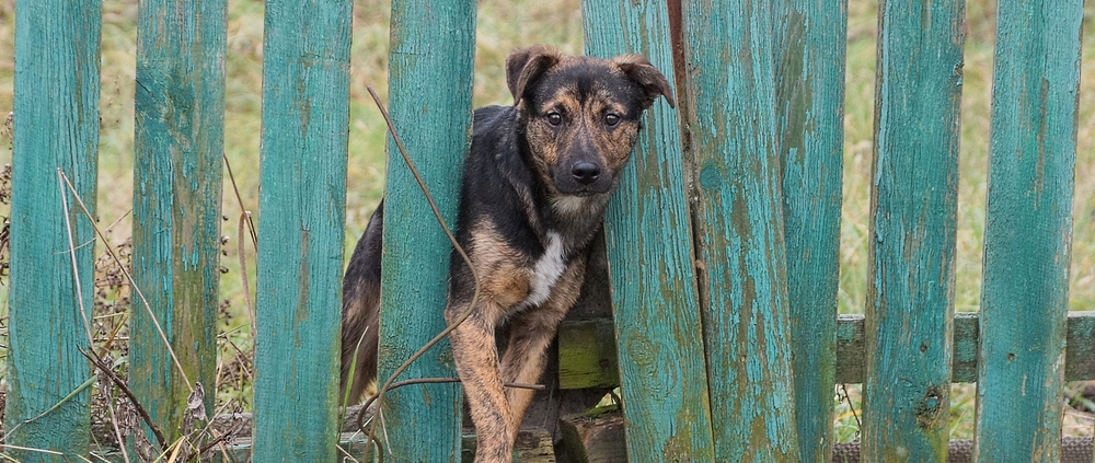 Cheap DIY dog fence idea using wooden pallets to create a safe garden boundary