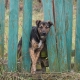 Cheap DIY dog fence idea using wooden pallets to create a safe garden boundary