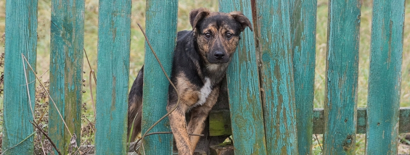 Cheap DIY dog fence idea using wooden pallets to create a safe garden boundary