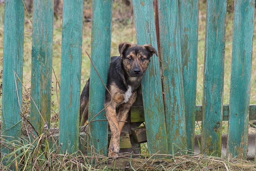 Dog escaping through a broken wooden garden fence