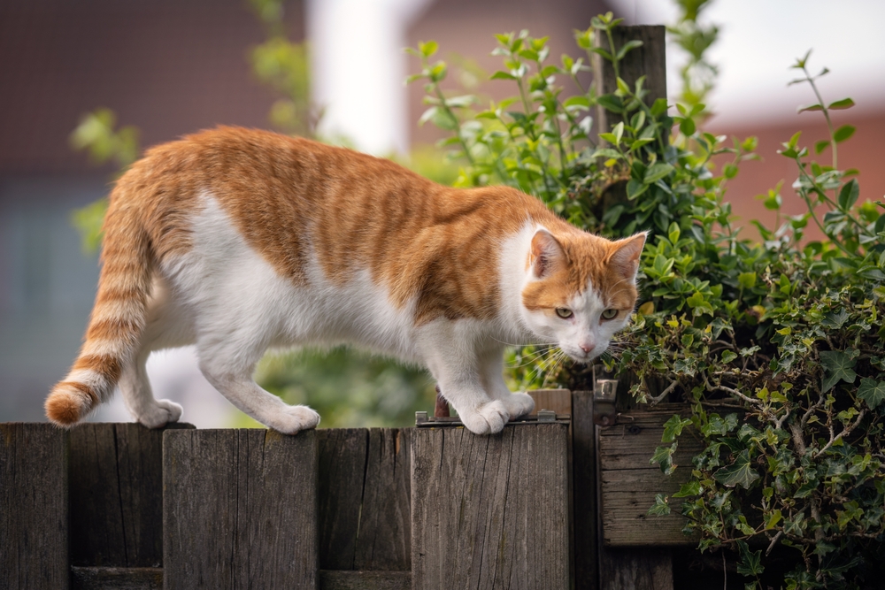 Cat escaping over fence showing why traditional and GPS dog fences fail to keep pets safe