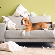 Small dog calmly lying on a sofa, illustrating successful indoor boundary training to stop worktop surfing and sofa jumping