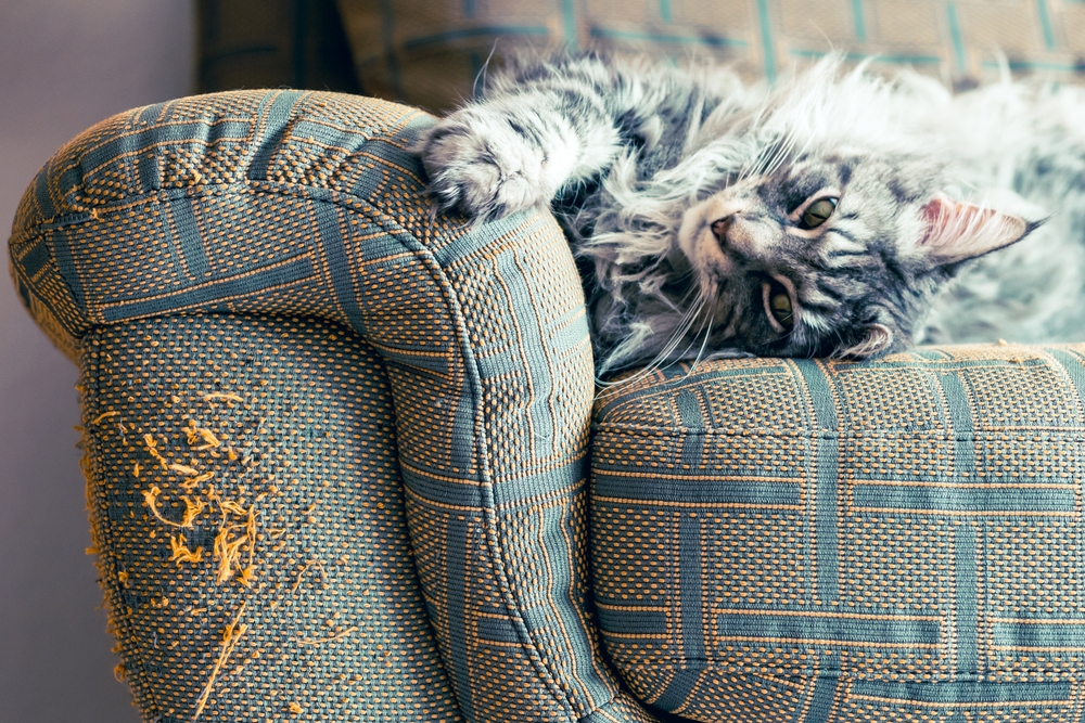 Cat scratching and damaging a sofa, highlighting the importance of indoor boundary training to stop destructive behaviour