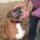 Trainer fitting invisible dog fence collar on dog during safety demonstration