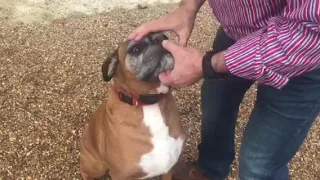 Checking the fit of a DogFence receiver collar on a dog