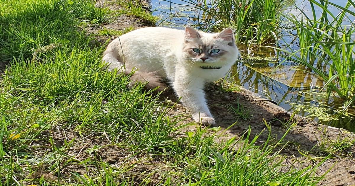 Cat wearing an invisible fence collar exploring safely by a garden pond