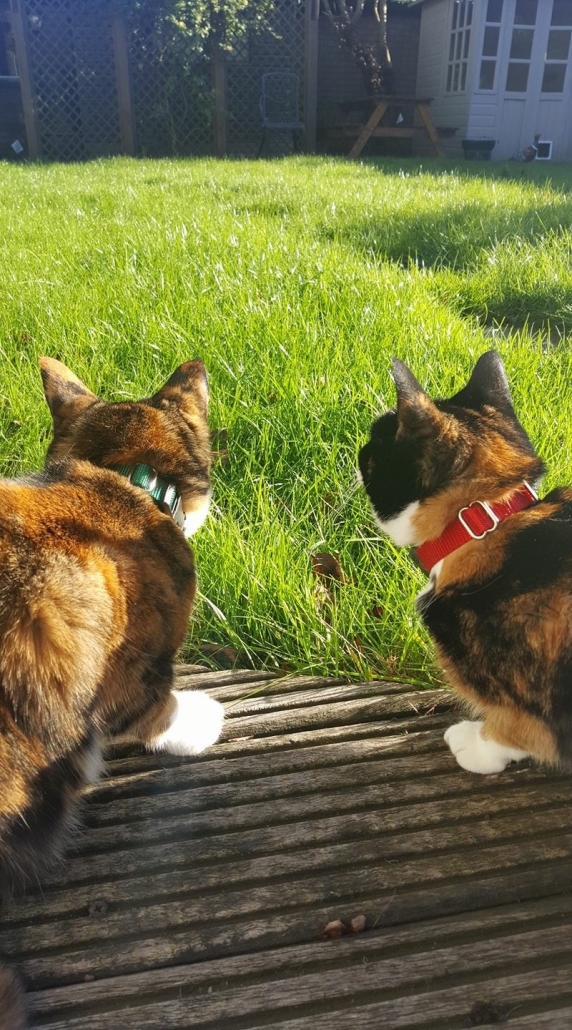 Two cats wearing invisible fence collars enjoying safe time outdoors