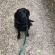 Black Labrador Retriever sitting calmly on a gravel path during a walk, now safely contained with a Labrador dog fence
