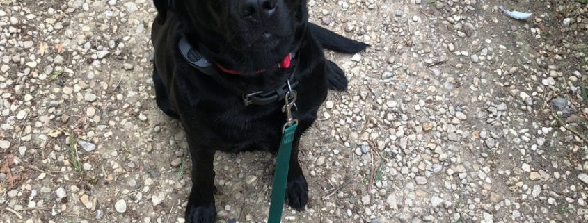 Black Labrador Retriever sitting calmly on a gravel path during a walk, now safely contained with a Labrador dog fence