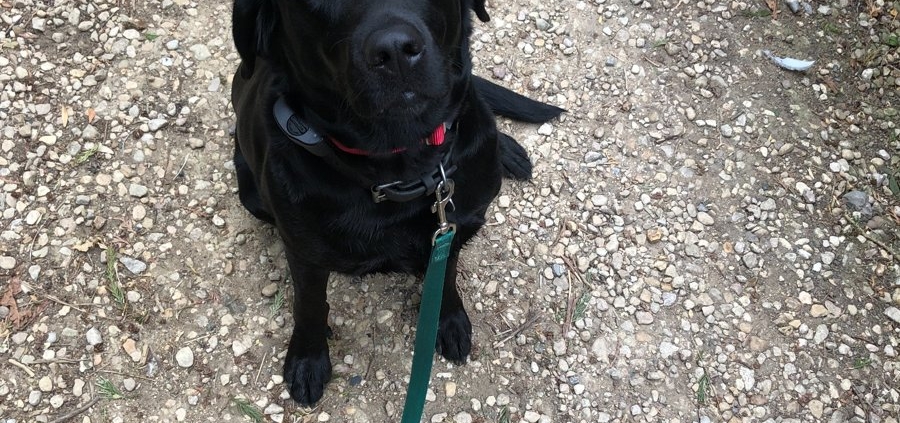 Black Labrador Retriever sitting calmly on a gravel path during a walk, now safely contained with a Labrador dog fence