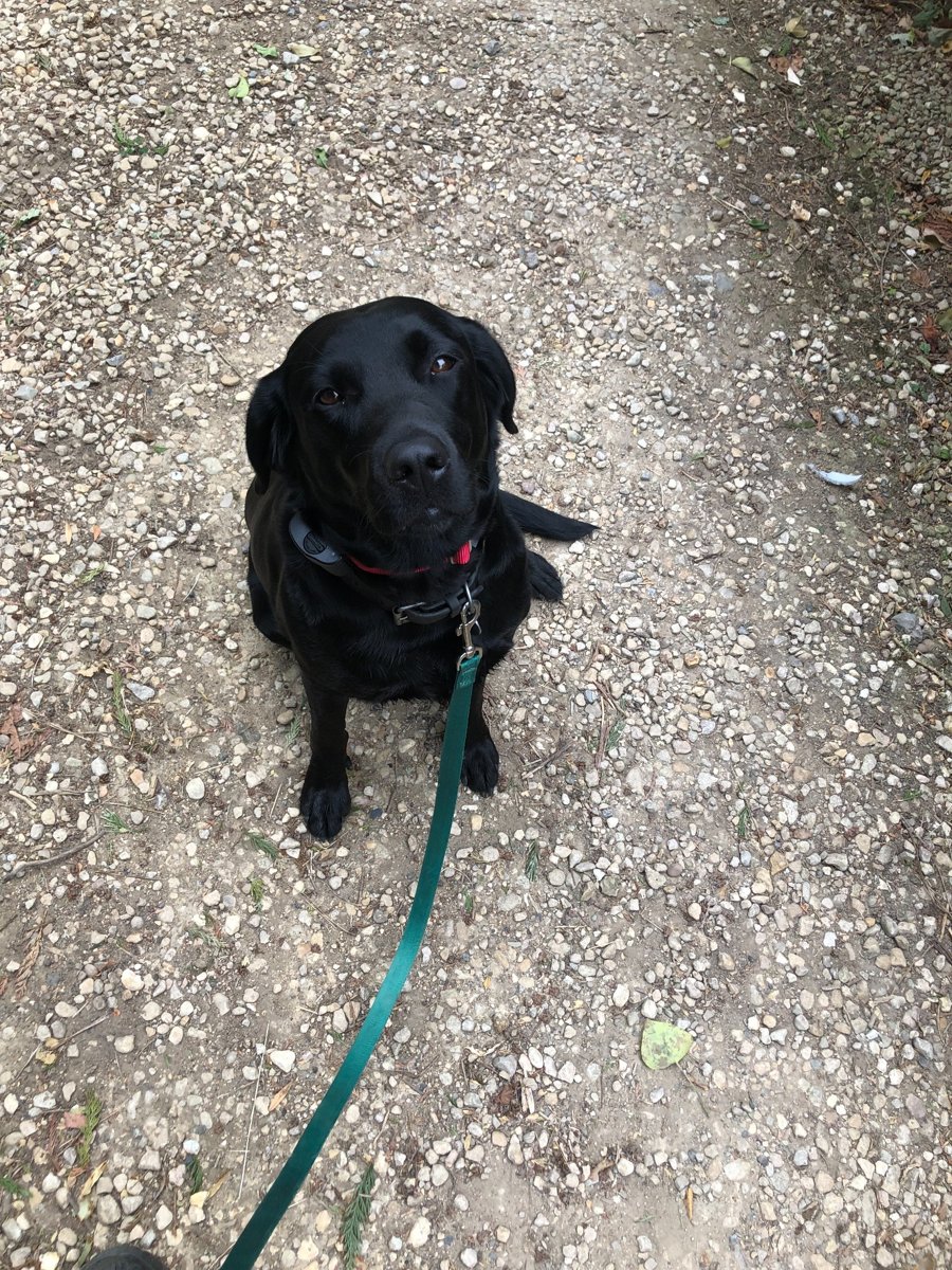 Black Labrador sitting on a gravel path during a walk, safely contained with a Labrador dog fence