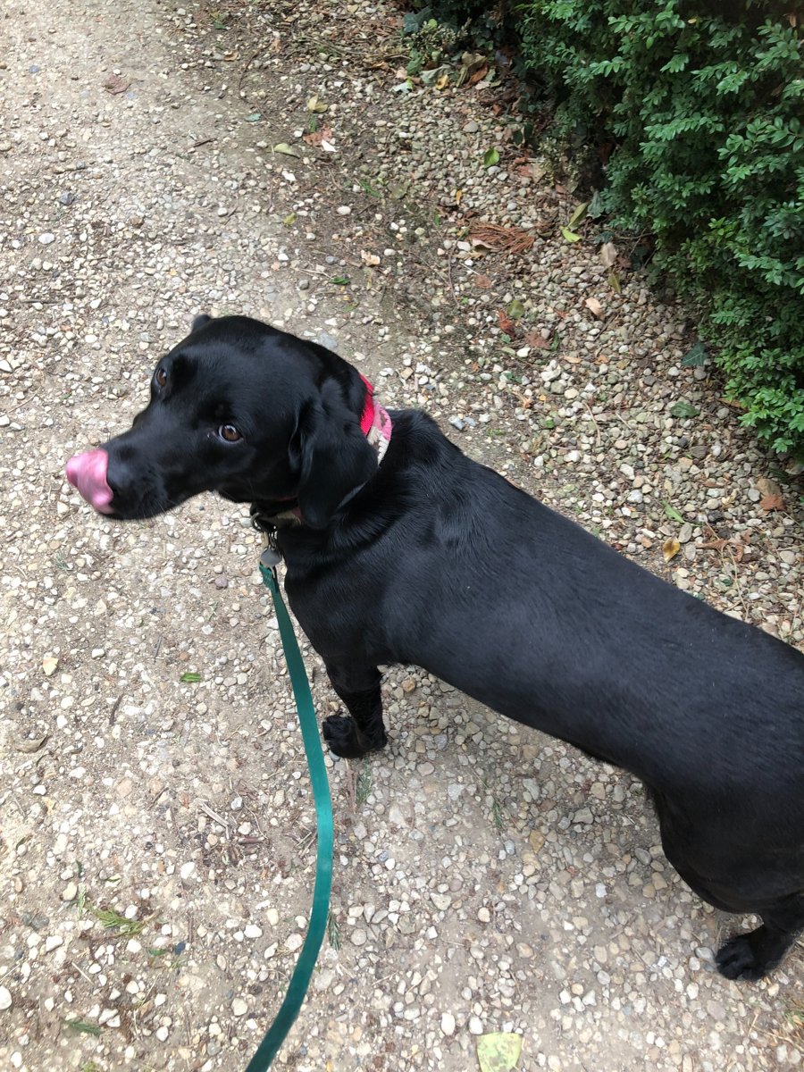Black Labrador Retriever looking back and licking her nose, safely contained with a Labrador dog fence