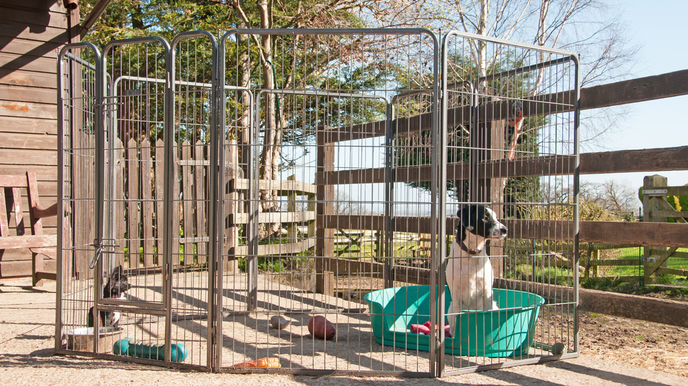 Portable dog pen set up outdoors – an example of dog fencing for rental properties using a non-permanent, landlord-friendly solution.