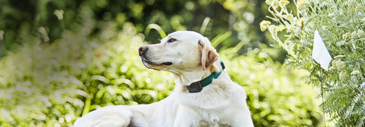 Dog relaxing safely in the garden