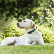 Dog relaxing safely in the garden