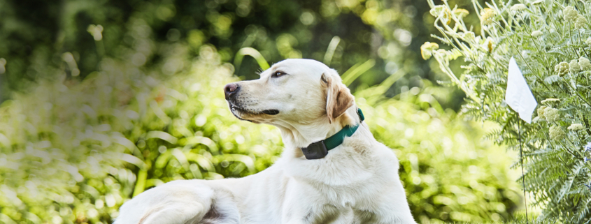 Dog relaxing safely in the garden