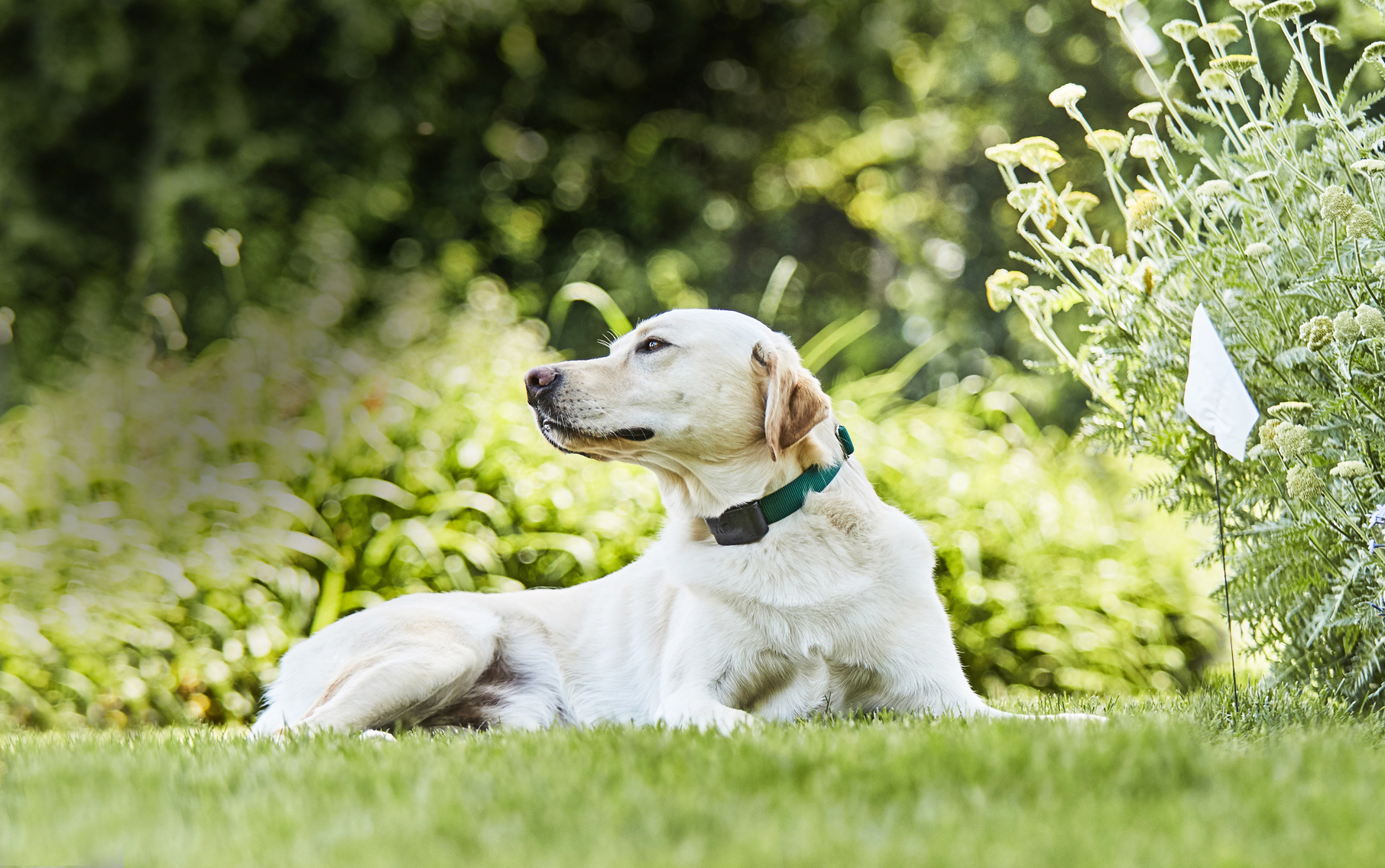 Happy dog safely contained in a dog-proofed UK garden