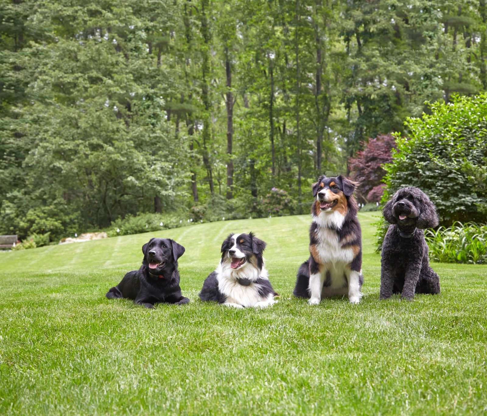dog fence welfare debate showing calm trained dogs in garden boundary