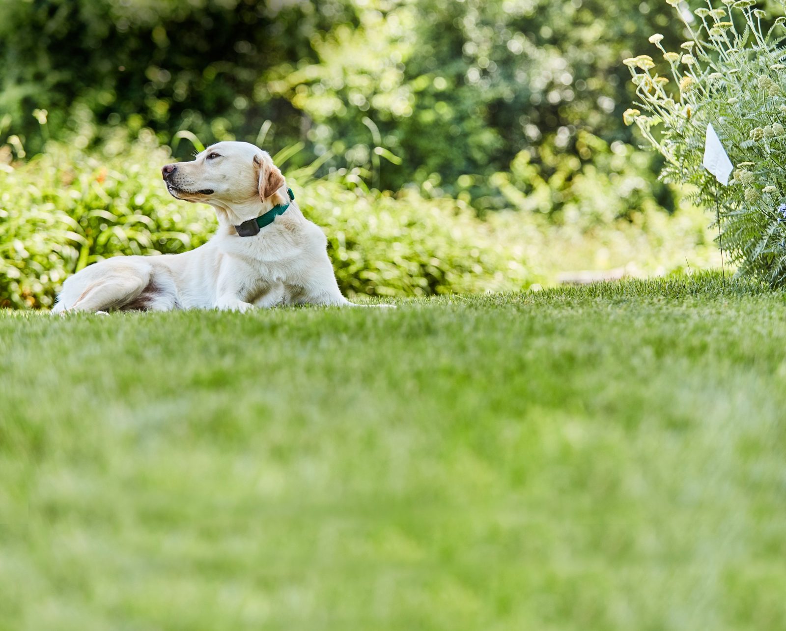 relaxed dog wearing electronic containment collar in garden