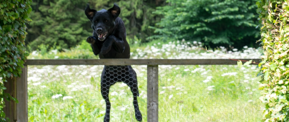 Dog jumping a garden fence showing why owners ask how to stop my dog jumping the fence