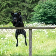 Dog jumping a garden fence showing why owners ask how to stop my dog jumping the fence