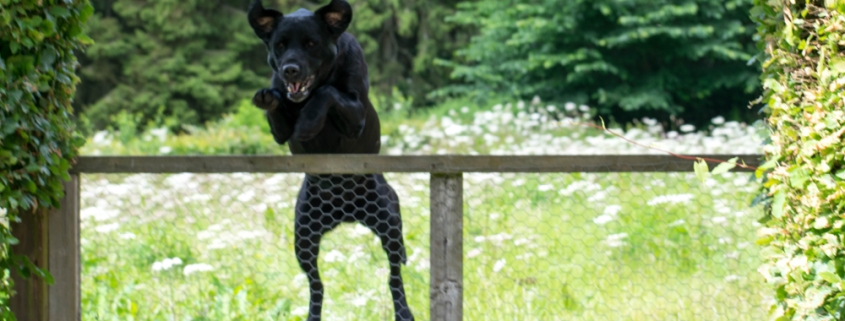 Dog jumping a garden fence showing why owners ask how to stop my dog jumping the fence