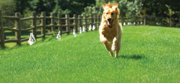 dog fence controversy example showing a happy labrador running safely within an electronic boundary