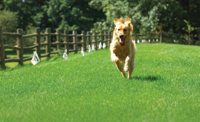 dog fence controversy example showing a happy labrador running safely within an electronic boundary