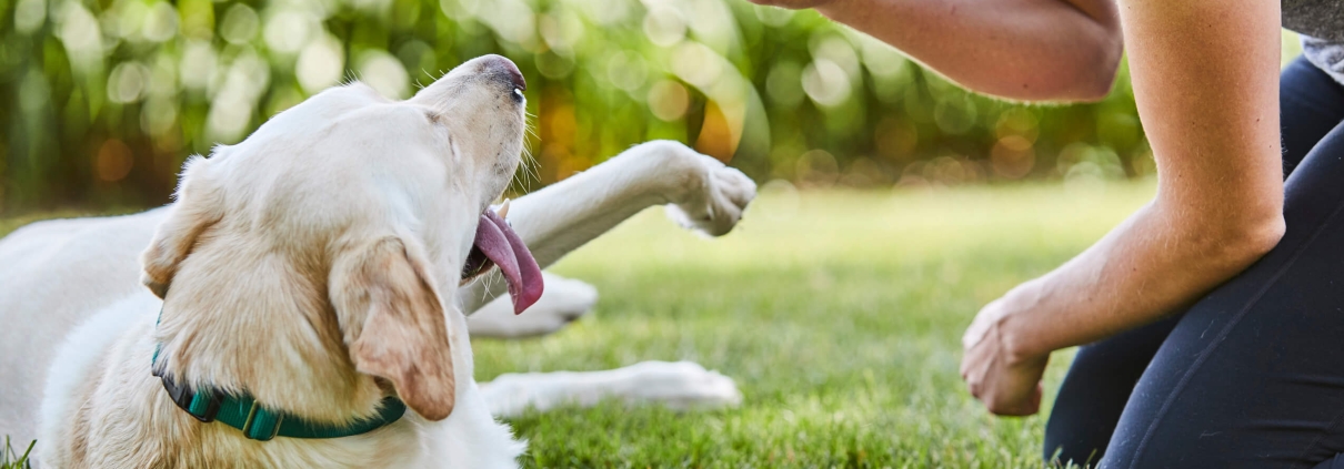 owner gently training anxious dog with invisible dog fence in garden