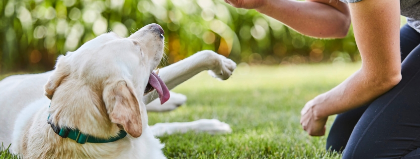owner gently training anxious dog with invisible dog fence in garden