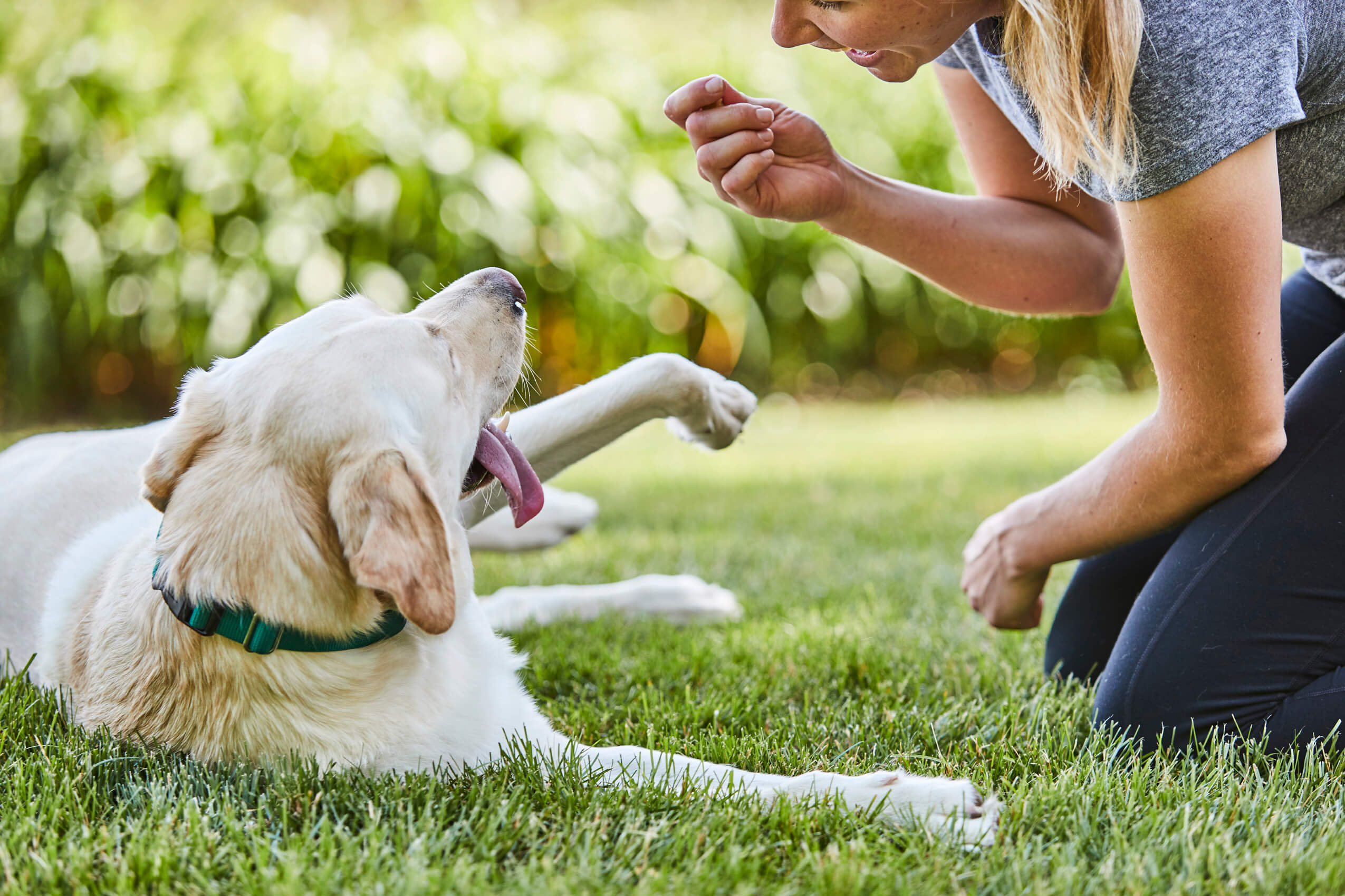 owner gently training anxious dog with invisible dog fence in garden