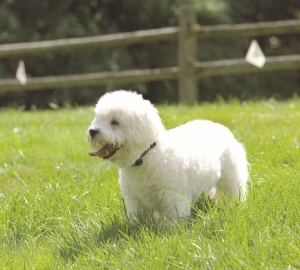 Small white dog wearing the R12m small dog fence collar during DogFence training in the garden