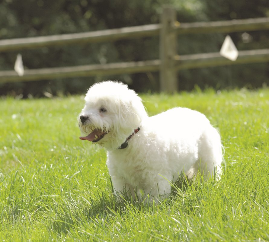 nervous dog calmly exploring garden after DogFence training