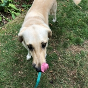 Daisy the Kangal enjoying her DogFence training session Daisy the Kangal showing confidence during gentle dog fence training