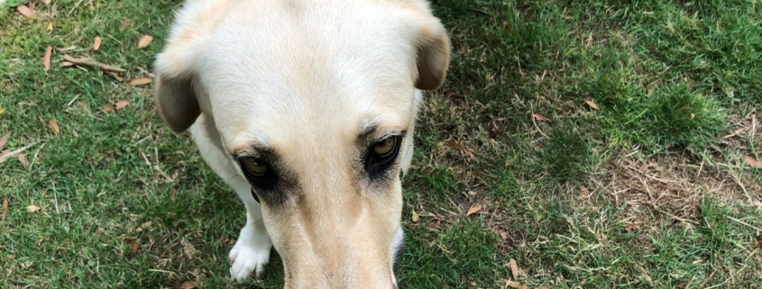Daisy the Kangal showing confidence during gentle dog fence training